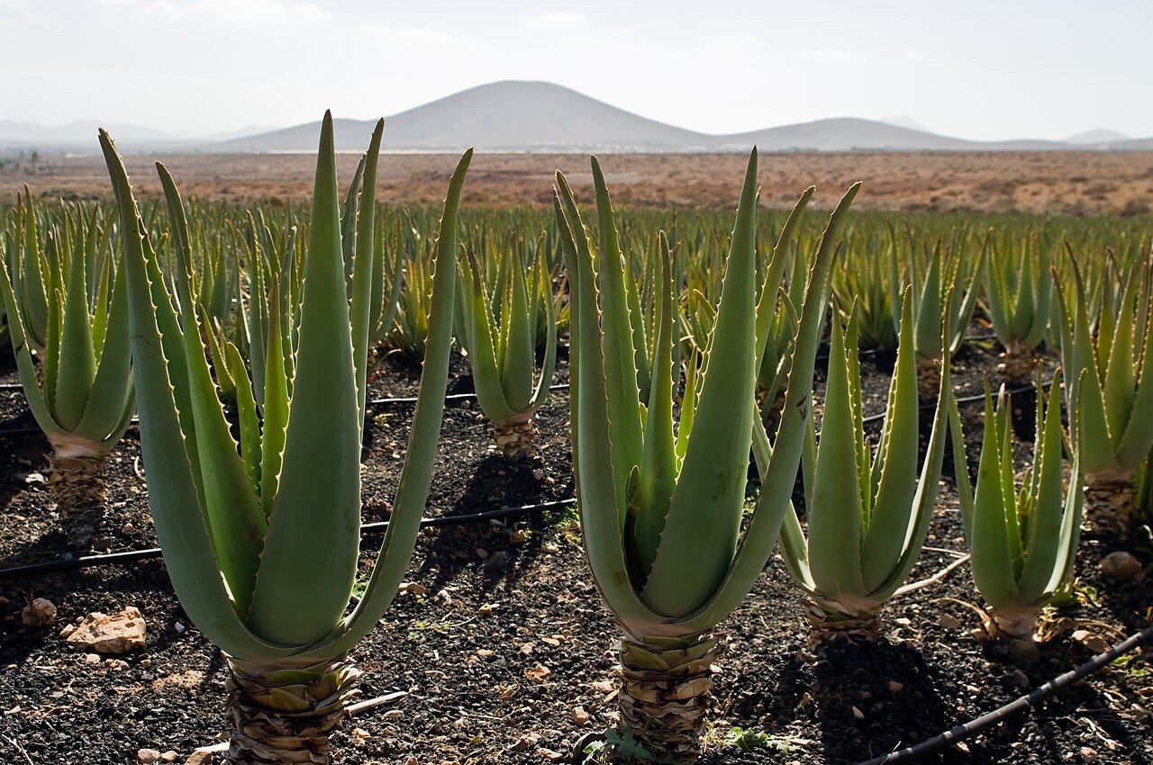 Rows of medicinal plants under drip irrigation, hills behind